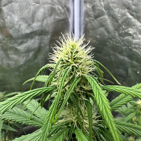 Cookies Gelato growlog timeline photo