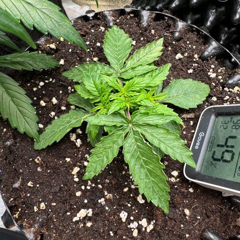Haze Berry growlog timeline photo