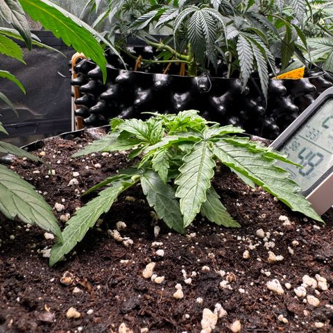 Haze Berry growlog timeline photo