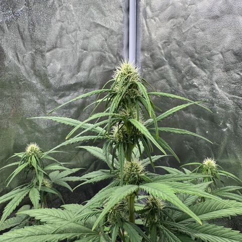 Cookies Gelato growlog timeline photo