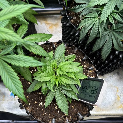 Haze Berry growlog timeline photo
