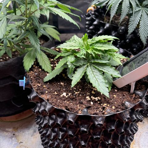 Haze Berry growlog timeline photo