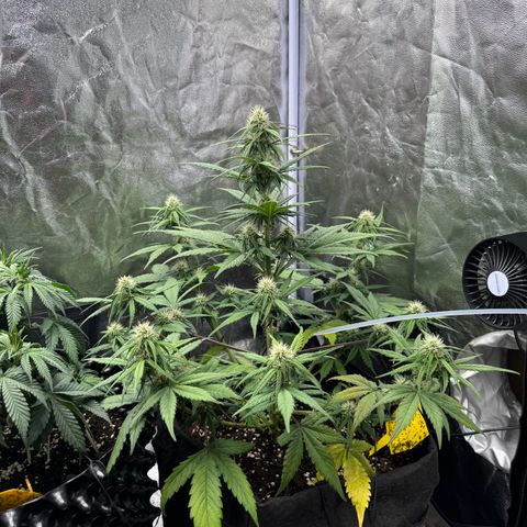 Cookies Gelato growlog timeline photo