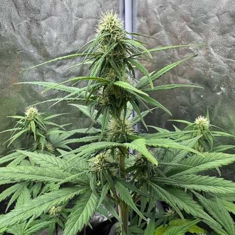 Cookies Gelato growlog timeline photo
