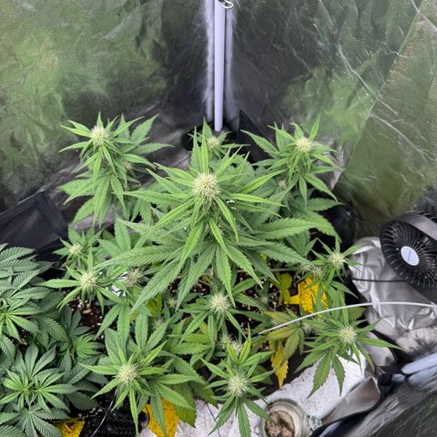 Cookies Gelato growlog timeline photo