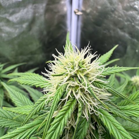 Cookies Gelato growlog timeline photo