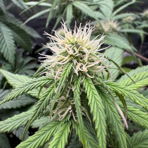 Cookies Gelato growlog timeline photo