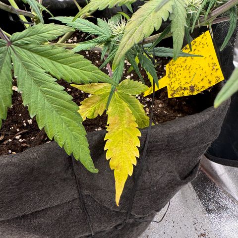 Cookies Gelato growlog timeline photo