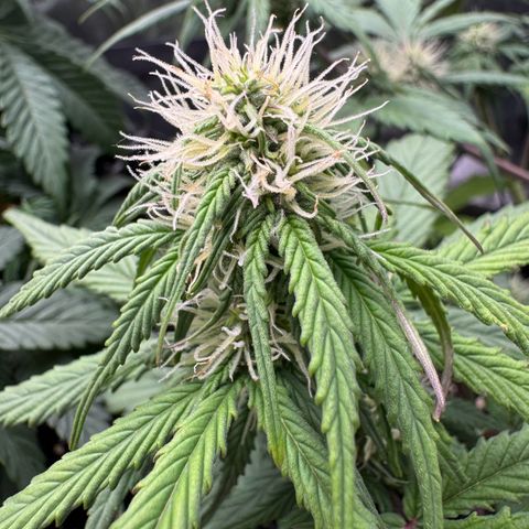 Cookies Gelato growlog timeline photo