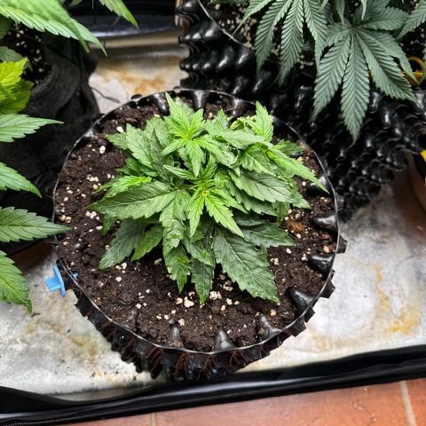 Haze Berry growlog timeline photo