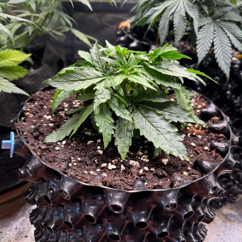 Haze Berry growlog timeline photo