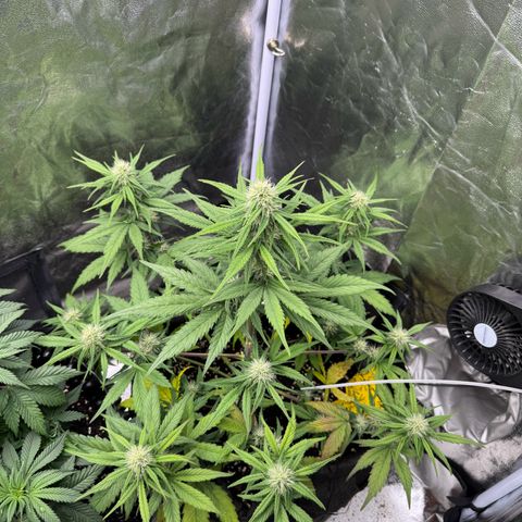 Cookies Gelato growlog timeline photo
