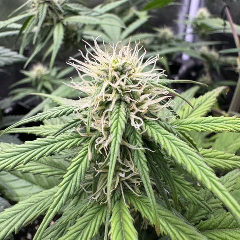 Cookies Gelato growlog timeline photo
