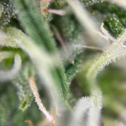 Cookies Gelato growlog timeline photo