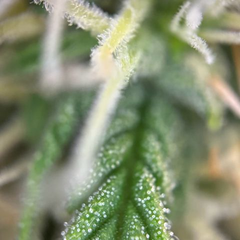 Cookies Gelato growlog timeline photo