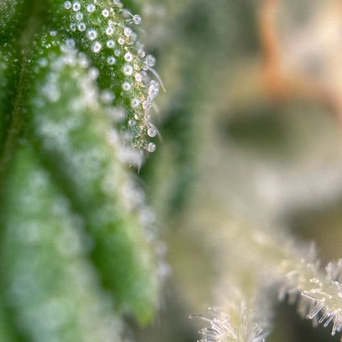 Cookies Gelato growlog timeline photo