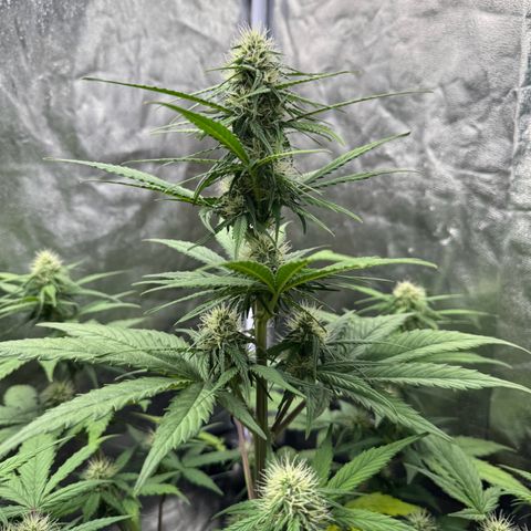 Cookies Gelato growlog timeline photo