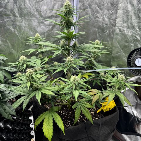 Cookies Gelato growlog timeline photo