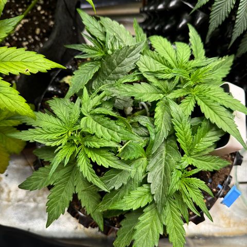 Haze Berry growlog timeline photo
