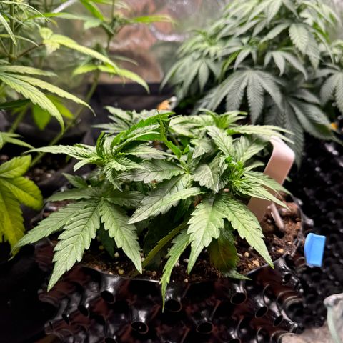 Haze Berry growlog timeline photo