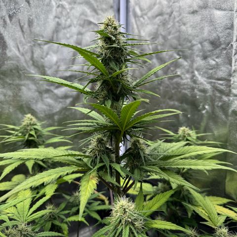 Cookies Gelato growlog timeline photo