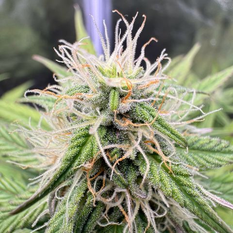 Cookies Gelato growlog timeline photo