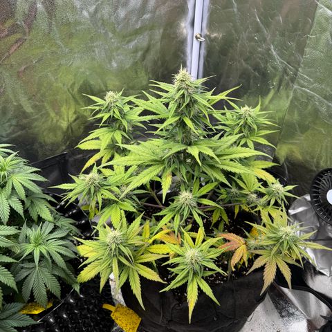 Cookies Gelato growlog timeline photo