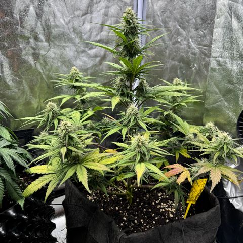 Cookies Gelato growlog timeline photo