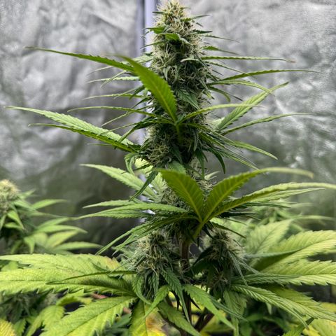 Cookies Gelato growlog timeline photo