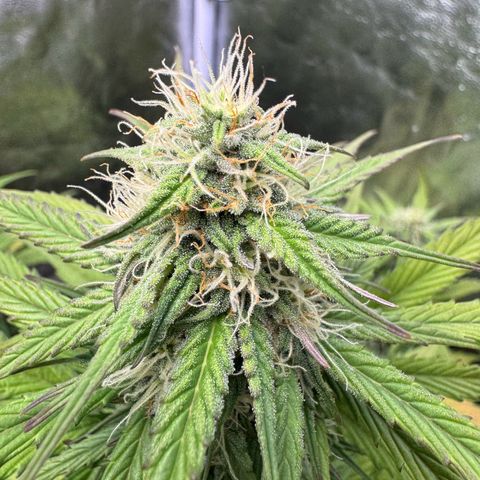 Cookies Gelato growlog timeline photo