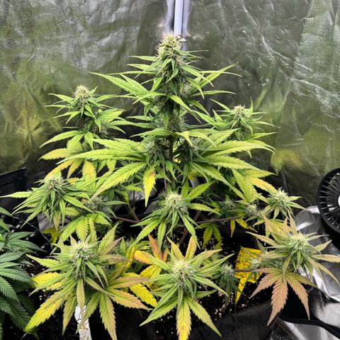 Cookies Gelato growlog timeline photo