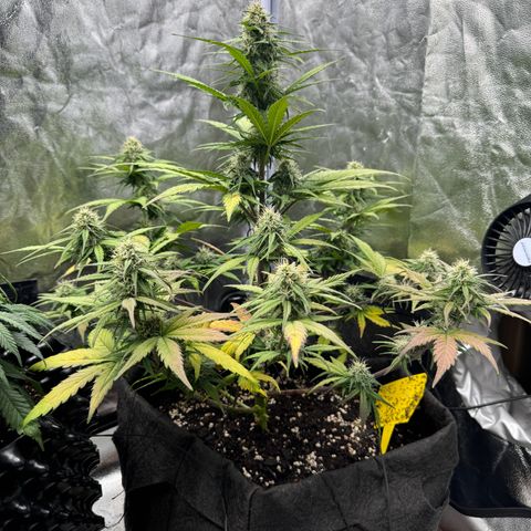 Cookies Gelato growlog timeline photo