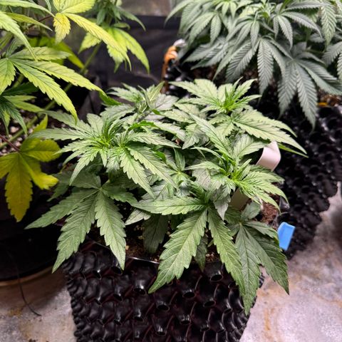 Haze Berry growlog timeline photo