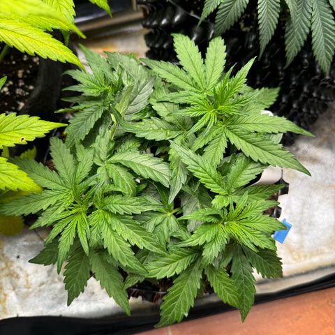 Haze Berry growlog timeline photo