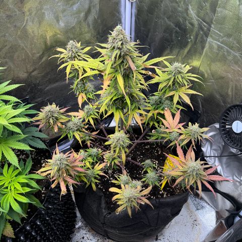 Cookies Gelato growlog timeline photo