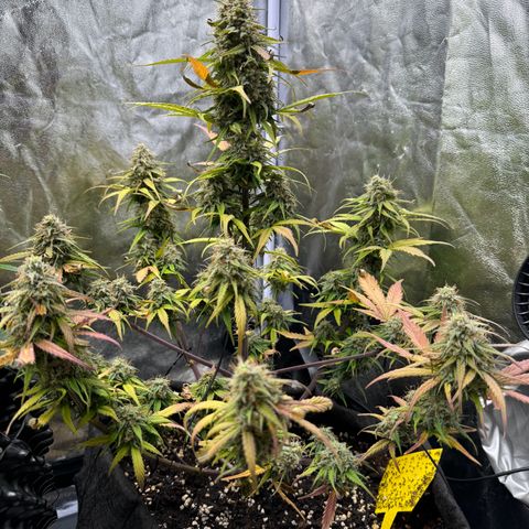 Cookies Gelato growlog timeline photo