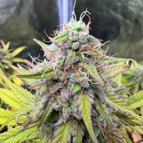 Cookies Gelato growlog timeline photo