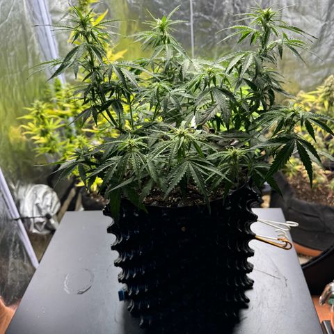 Haze Berry growlog timeline photo