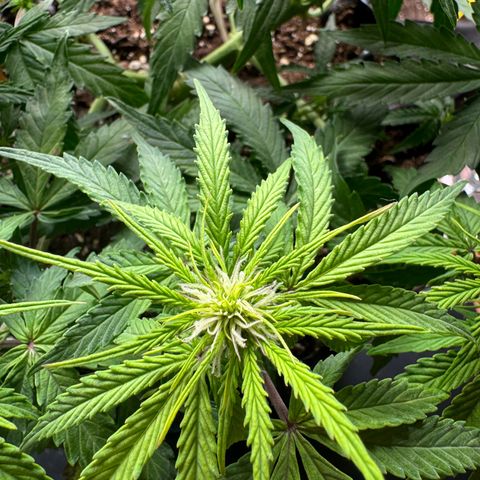 Haze Berry growlog timeline photo