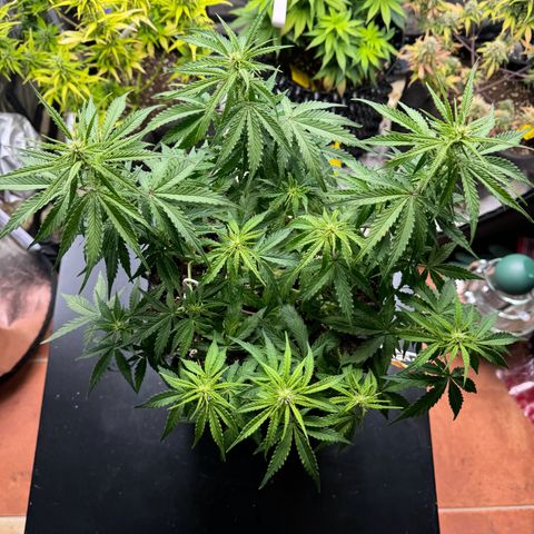 Haze Berry growlog timeline photo