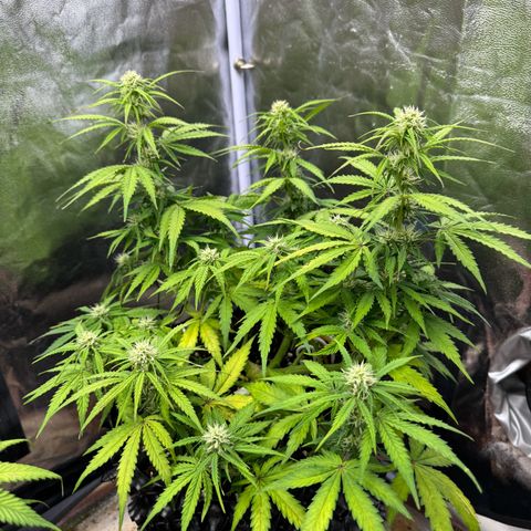 Haze Berry growlog timeline photo