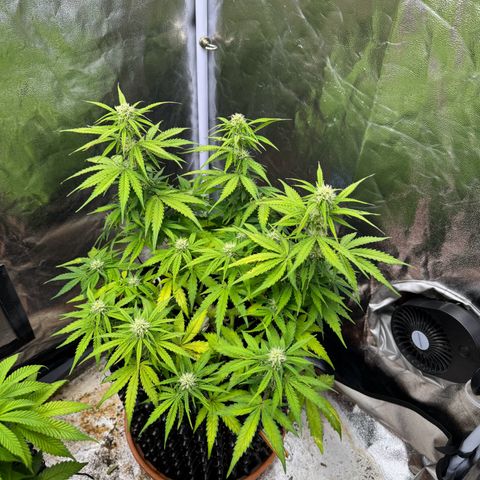 Haze Berry growlog timeline photo