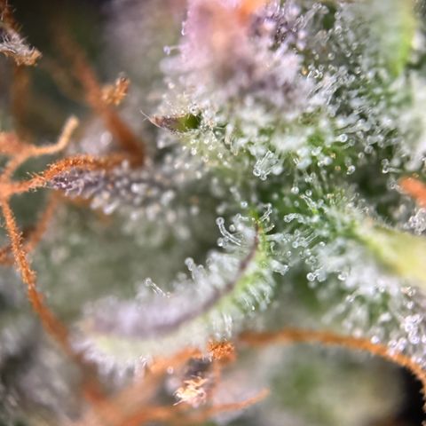 Cookies Gelato growlog timeline photo