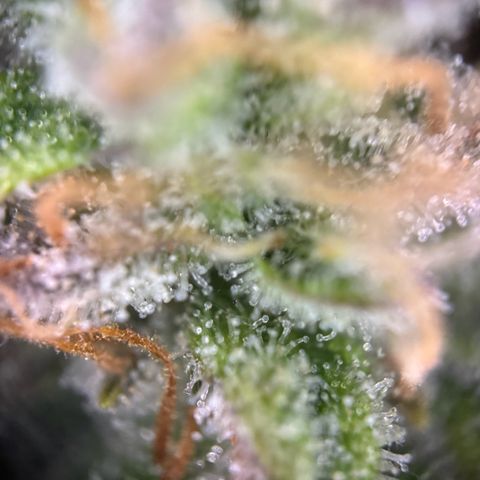 Cookies Gelato growlog timeline photo