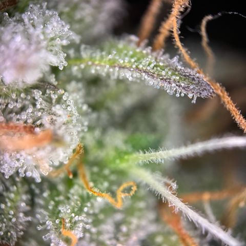 Cookies Gelato growlog timeline photo