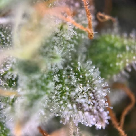 Cookies Gelato growlog timeline photo