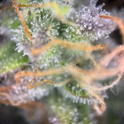 Cookies Gelato growlog timeline photo