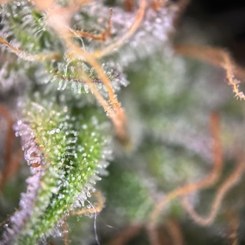 Cookies Gelato growlog timeline photo