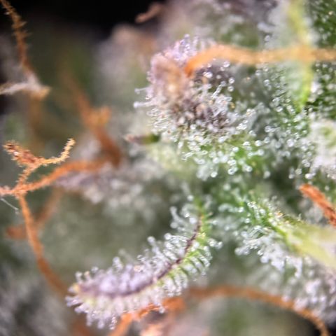 Cookies Gelato growlog timeline photo