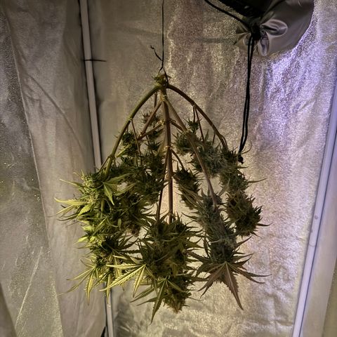 Cookies Gelato growlog timeline photo